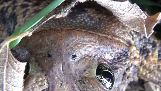 Anaxyrus Americanus - Eastern American Toad смотреть онлайн