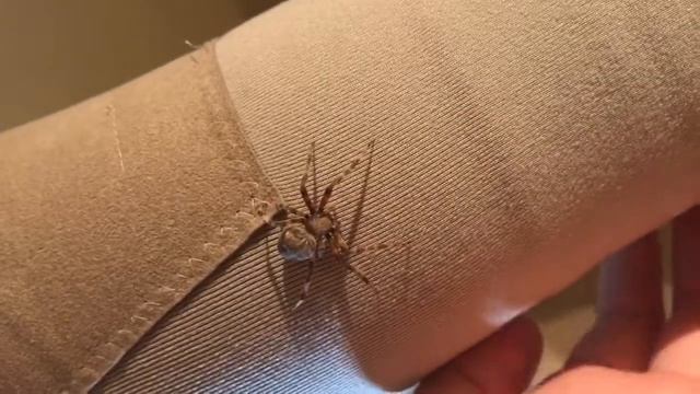 Spotted Orb Weaver Handling смотреть онлайн