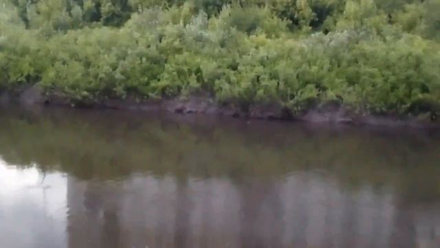 В Кузне поселились бобры смотреть онлайн