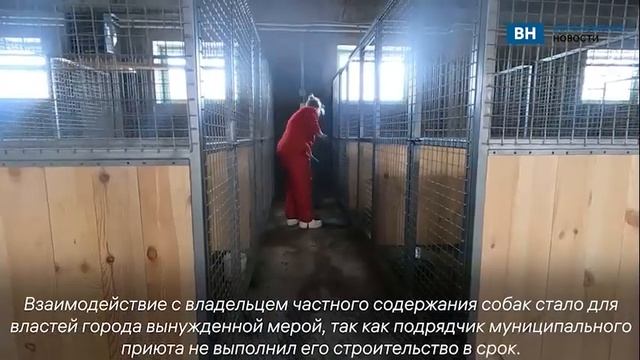 Частный приют для 500 бездомных собак заработал в Воронеже смотреть онлайн