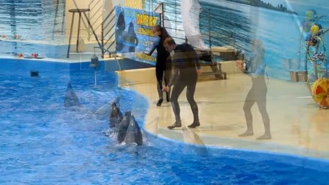 Dolphins Dolphins - Vocalist Darina Orlova, Music By Denis Nazin (dolphinarium NEMO)