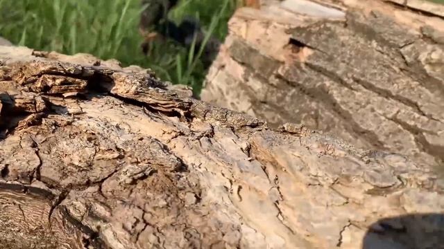 The Fox and the Missing Product 🦊🔎🐾 @DenisKorza #fox #animalvoiceover #adventure смотреть онлайн