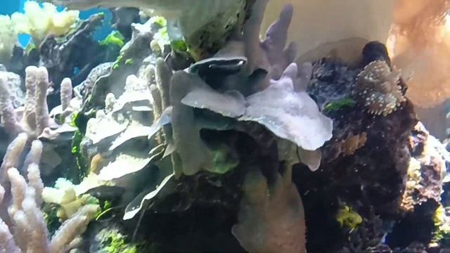 In the zoo with Vanya | В зоопарке с Ваней | Kseniya EngT смотреть онлайн