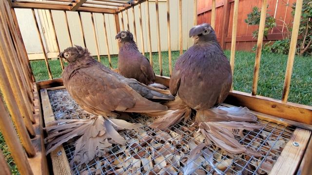 Моя коллекция Красный голубки узбекские смотреть онлайн