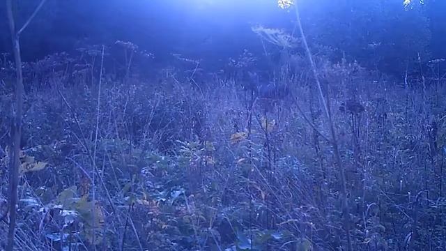 лось 28 08 18 смотреть онлайн