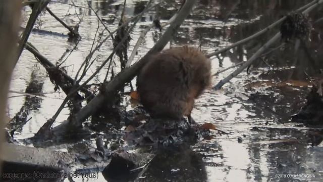 Ондатра - Muskrat - Ondatra zibethicus смотреть онлайн