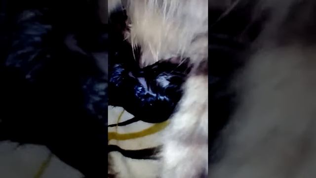 Моя кошка рожает часть 2 смотреть онлайн