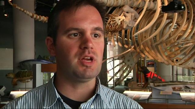 Man Bitten By Shark in NC is 7th This Summer смотреть онлайн