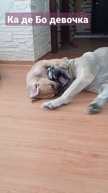 КА ДЕ БО щенок(продажа) смотреть онлайн