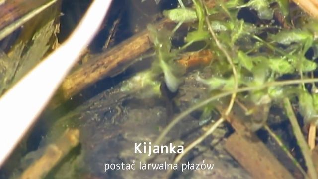 Szuwary, szuwary... смотреть онлайн