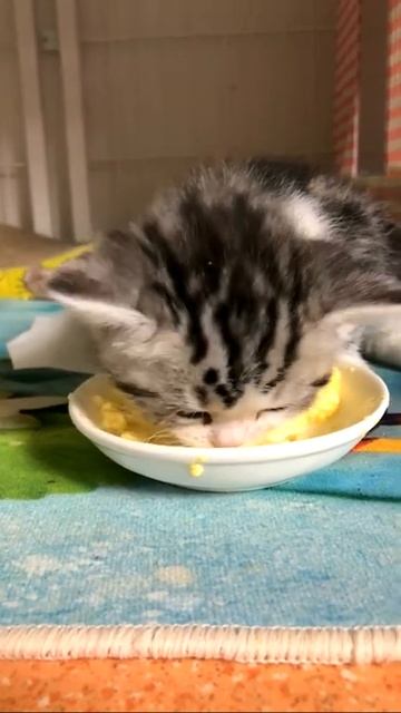 Милый котик мяу видео тикток #shorts #6741 смотреть онлайн