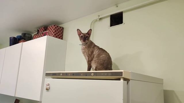 Кот лезет в вытяжку смотреть онлайн