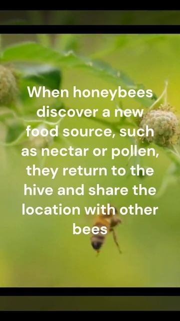 Did you Know that Bees......🐝🐝 #dailyfacts #bees #animalsfacts смотреть онлайн