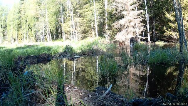 Лосиха с лосёнком. смотреть онлайн