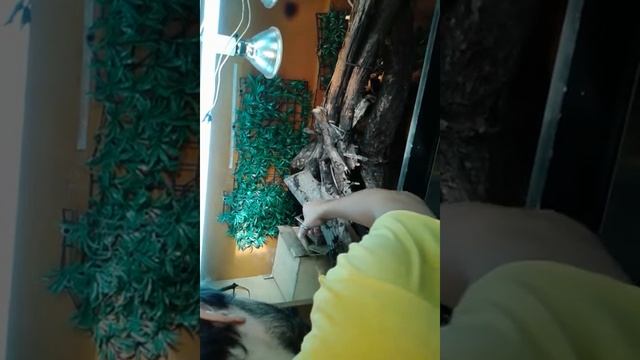 Varano Jobiensis смотреть онлайн