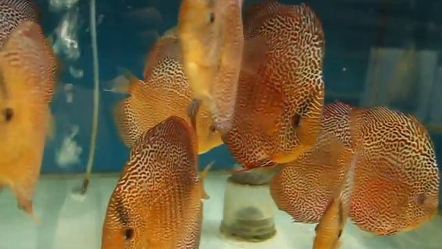 Lucky Tropical Fish Farm discus - Face Spotted Super Eruption Adult Group смотреть онлайн