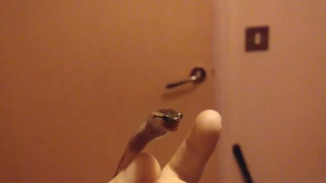 Boiga ceylonensis babies doing well смотреть онлайн