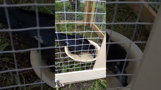 Новоселье и новые хоромы Ворона Белтайна смотреть онлайн