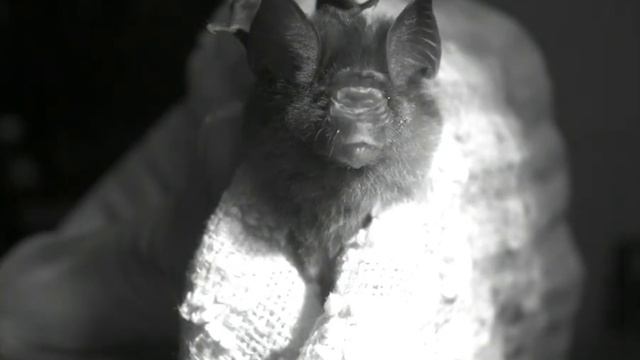 fawn leaf-nosed bat (Hipposideros cervinus) смотреть онлайн