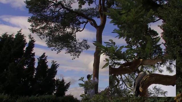 Raptors at Warwick Castle смотреть онлайн