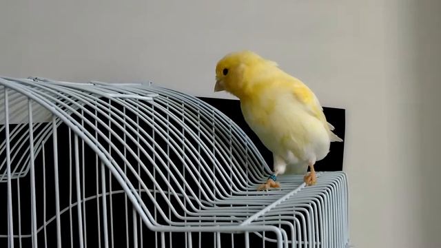 Жёлтый мозаик 2017 г. До линьки. смотреть онлайн