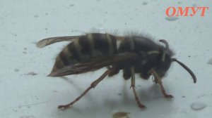 184. КРЕСТОВЫЙ ПОХОД УДАЛСЯ....