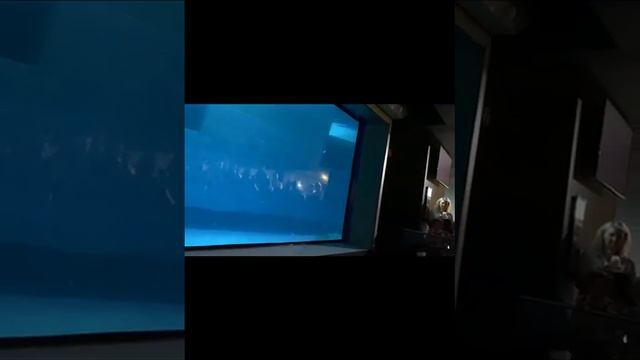 моë видео я была в Москвариум очень классно 😁 советую сходить смотреть онлайн