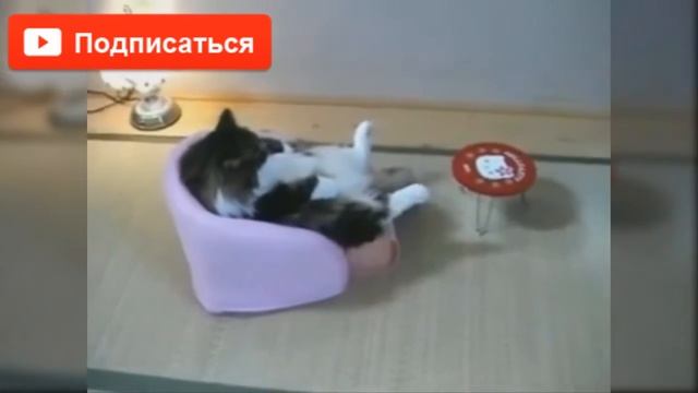 Приколы про кошек ♦ ТОП♦ 2016 САМОЕ РЖАЧНОЕ смотреть онлайн