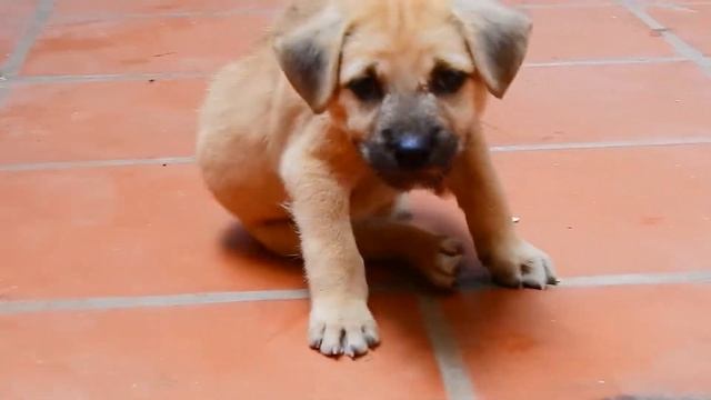 Sister AVA Hide Puppy Funny baby Monkey ALDO Monkeys OLD #310 смотреть онлайн