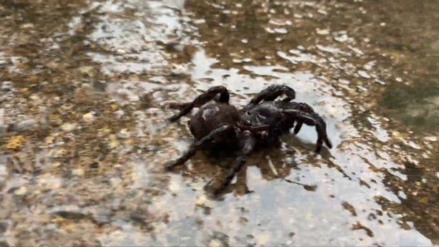 FUNNEL WEB PLAGUE | The Australian Reptile Park смотреть онлайн