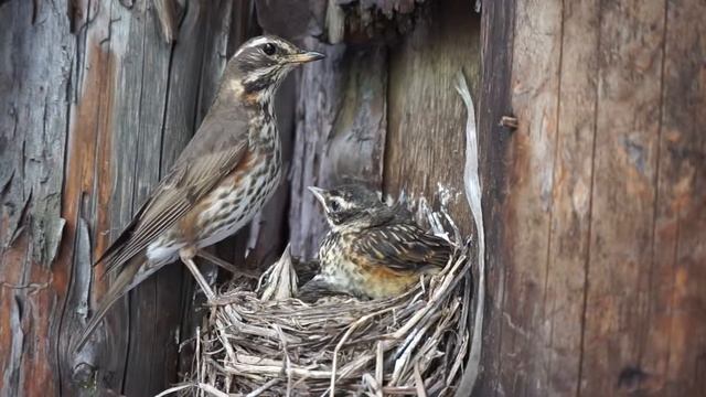 Из птенца лебезит белый пузырь! смотреть онлайн