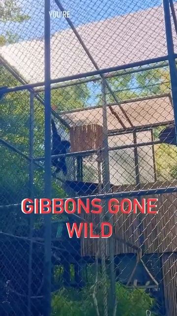 Gibbons gone wild #sacramento #saczoo #ape #animals #cool #world #trend #wildlife #jungle #nature смотреть онлайн