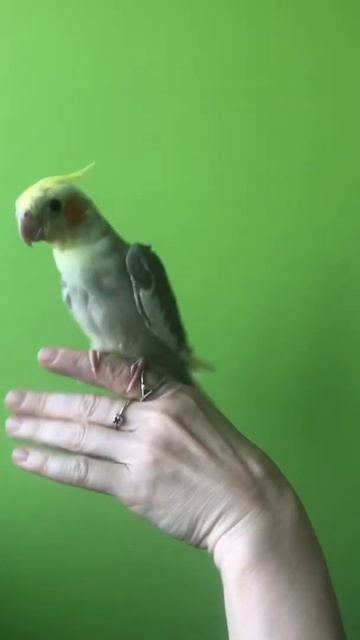 Красивый Птенчик Корелл. смотреть онлайн