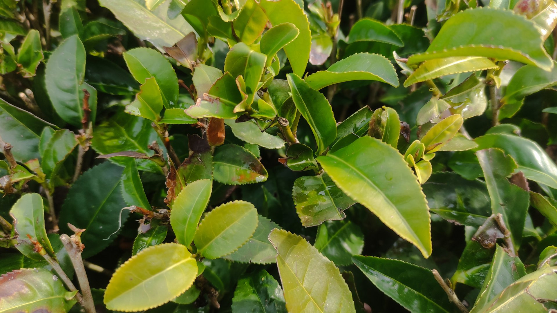 экскурсия на чайную плантацию Сочи, день четвертый 05.02.2025 смотреть онлайн