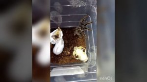 Паук птицеед укусил хомяка