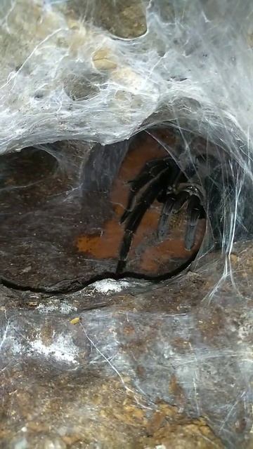 Spiders attacks 😧 #tarantula #spider #spiderattacks смотреть онлайн