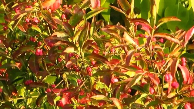 Dingle Dangle Tree (Euonymus planipes) смотреть онлайн