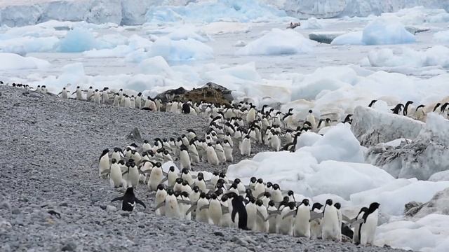 Time Lapse of Penguin Traffic || ViralHog смотреть онлайн