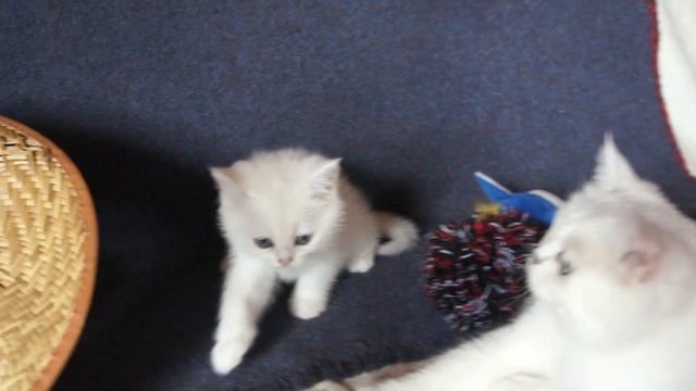 00292 Нежные лучики. смотреть онлайн