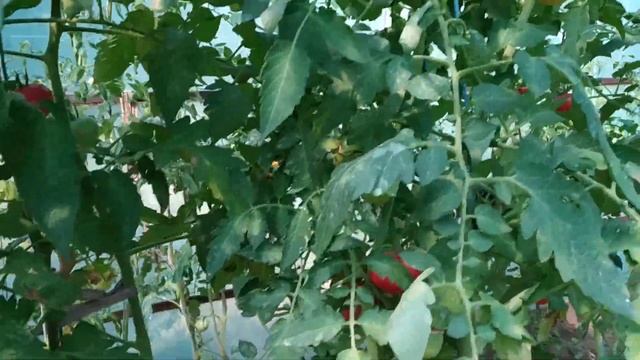 Почему я за теплицу? Помидоры в теплице. смотреть онлайн