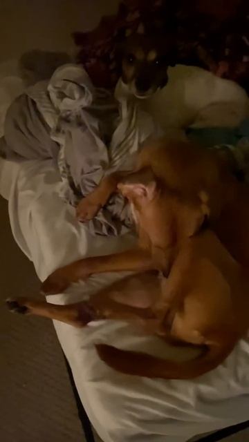 K-9 Autofellatio смотреть онлайн