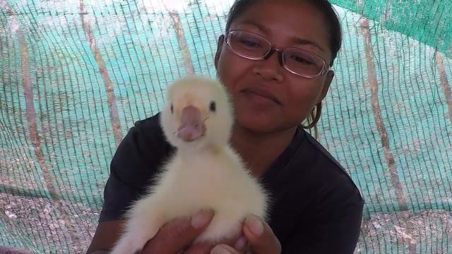 Hatching GOOSE EGGS Using Broody Ducks to Incubate Them смотреть онлайн