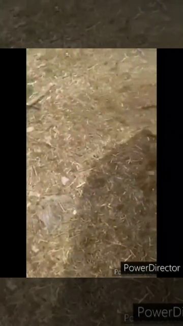 Когда без Вас им не выжить #приключениялаек #dogs #животные смотреть онлайн