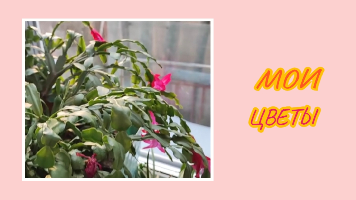 Мои комнатные цветы🪴 смотреть онлайн