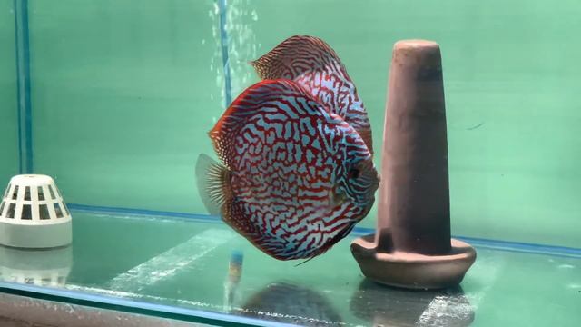 World Class Breeding Pair смотреть онлайн