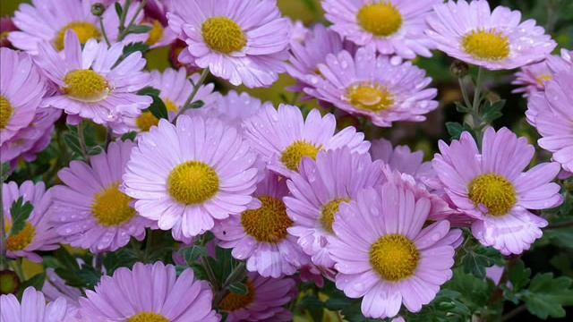 Няма любов смотреть онлайн