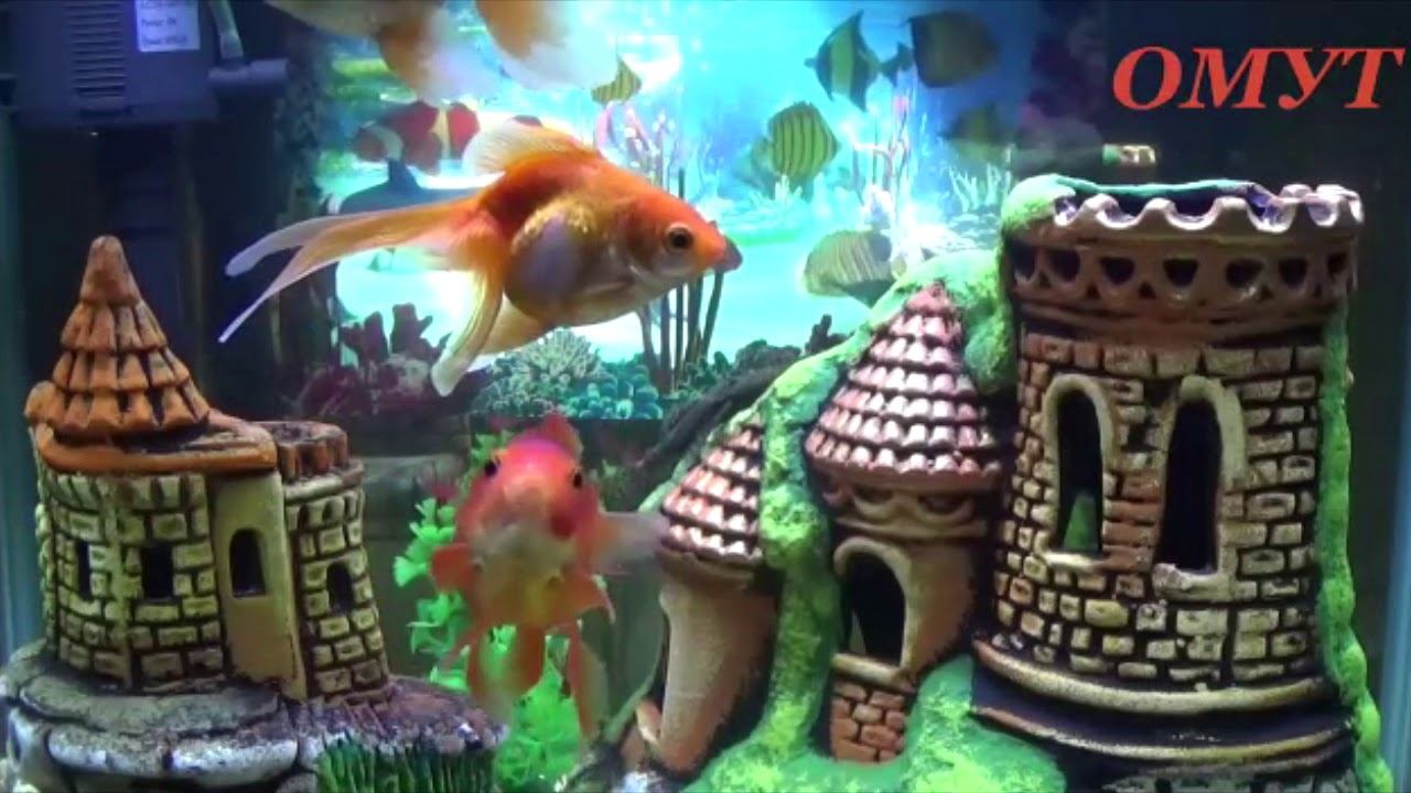 267. УКРЕПЛЯЕМ ИММУНИТЕТ и НЕ ТОЛЬКО... смотреть онлайн