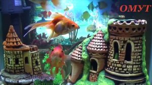 267. УКРЕПЛЯЕМ ИММУНИТЕТ и НЕ ТОЛЬКО...