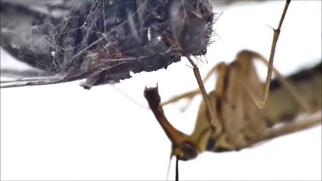 Scorpion Fly - Panorpa communis eating a dead fly смотреть онлайн