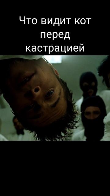 Что видит кот перед кастрацией #shorts смотреть онлайн